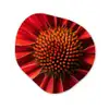 Close up - Bloem- Rood Wandcirkel Organisch Forex 3mm klein -3d