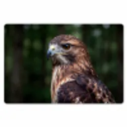 Buizerd - Roofvogel - Natuur - Bruin Placemat vinyl groot -zzsfeer1_Kitchenyeah-website