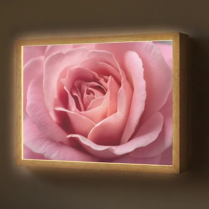 Roze - Roos - Romantisch Light Box met batterij (Wandlamp) middel -z3d_website