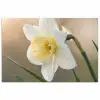 Narcis - Bloem - Minimalistisch poster papier klein -3d