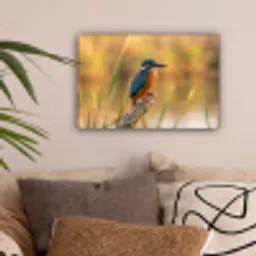 IJsvogel - Tak - Water - Kleurrijk - Levendig canvas 2cm klein -sfeer1