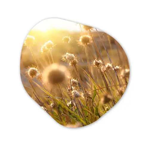 Planten - Natuur - Bloemen - Zon - Horizon Wandcirkel Organisch Forex 3mm klein -3d