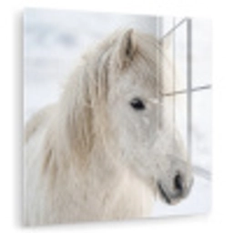 Paard - Kop - Winter - Dieren - Wit plexiglas 5mm klein -zzzproduct_nieuw