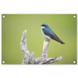 Vogel - Tak - Groen tuinposter los doek klein -3d