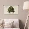 Eikenboom - Groen - Lichte achtergrond Wandkleed katoen klein -sfeer4