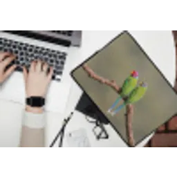 Papagaai - Tak - Natuur - Kleurrijk laptophoes neopreen klein -bureau
