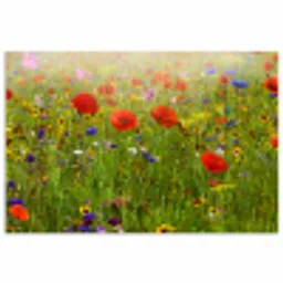 Lente - Bloemen - Rood - Klaproos - Gras - Groen poster papier klein -3d