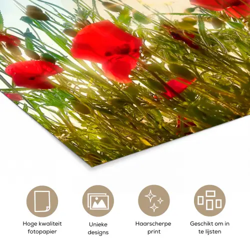 Klaprozen - Toscane - Zon - Rood - Blauw poster papier klein -closeup_NL