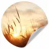 Riet - Gras - Zonsondergang - Natuur - Horizon Wandcirkel behangsticker klein -3d