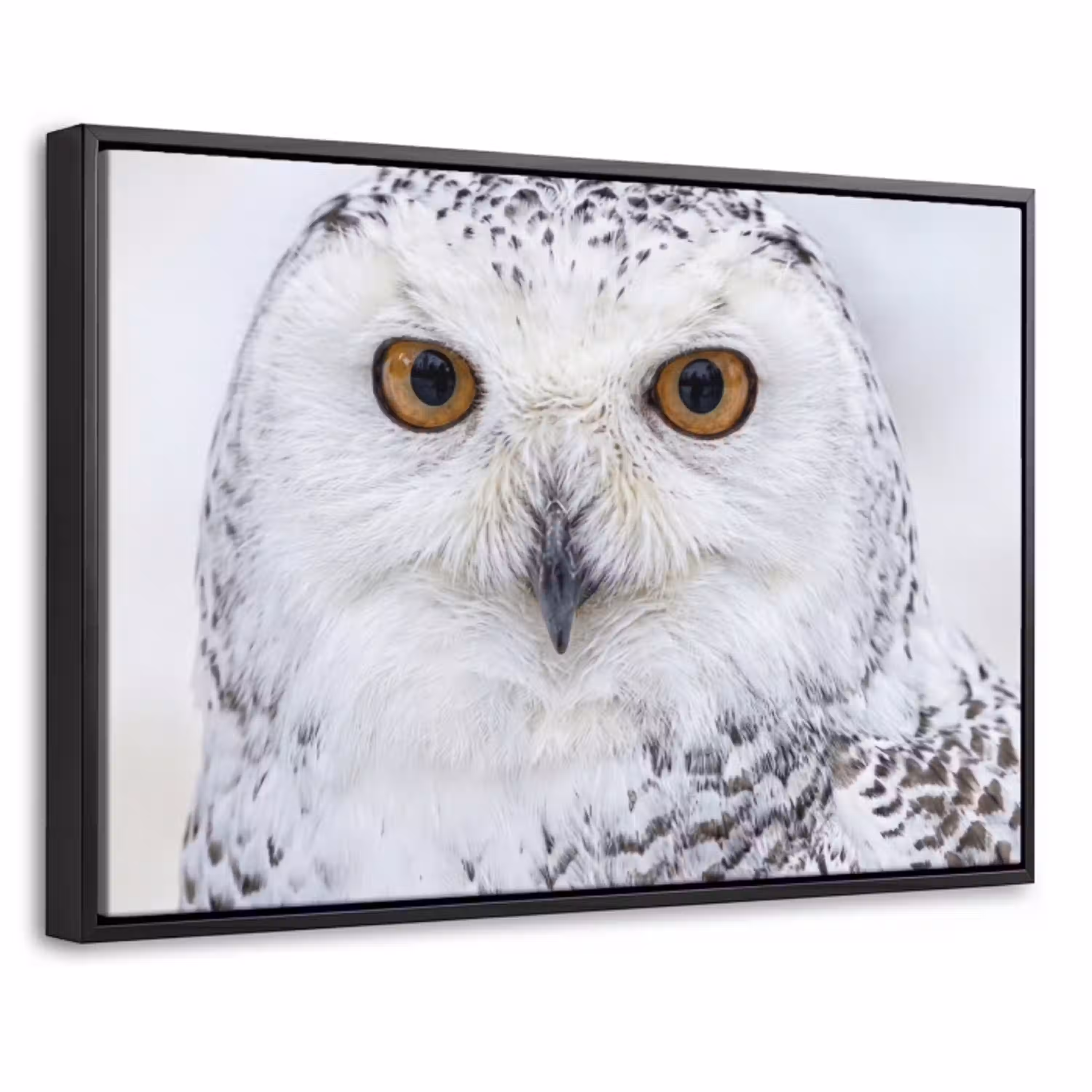 Sneeuwuil - Oog - Wildlife - Wit Canvas met baklijst klein -threedimensional_3d_global