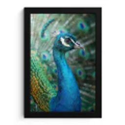 Pauw - Veren - Blauw fotolijst zwart zonder passe partout klein -3d