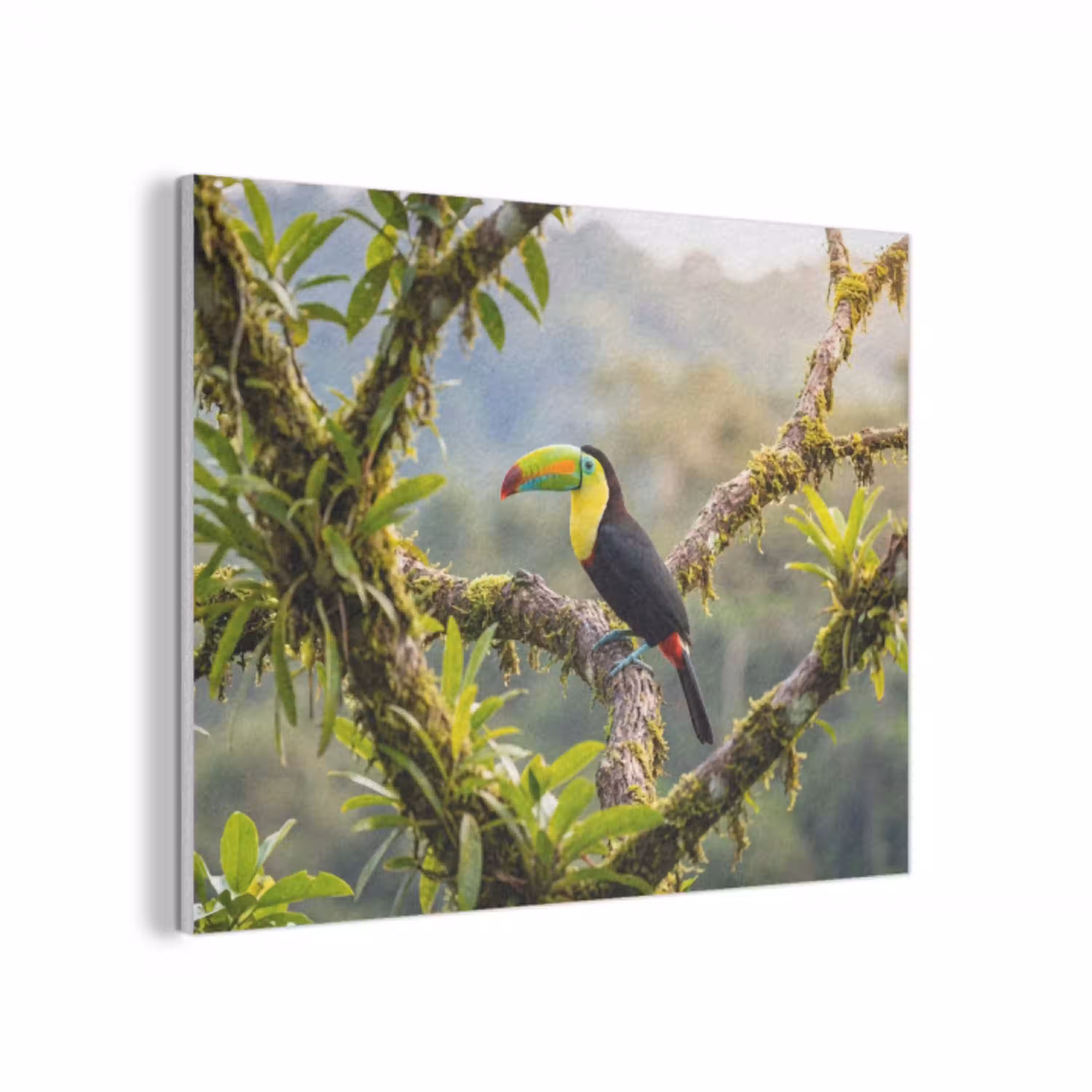 Toekan - Jungle - Natuur - Kleurrijk PET vilt klein -3d