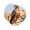 Valk - Vogel - Rots - Macht Wandcirkel Organisch Plexiglas middel -3d