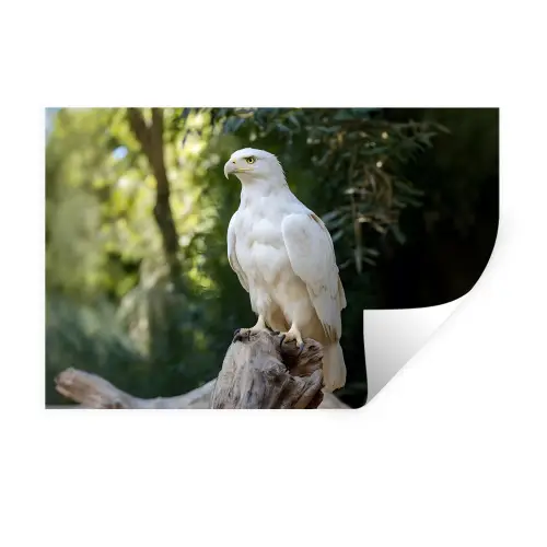 Arend - Hout - Wit - Planten Muursticker klein -3d