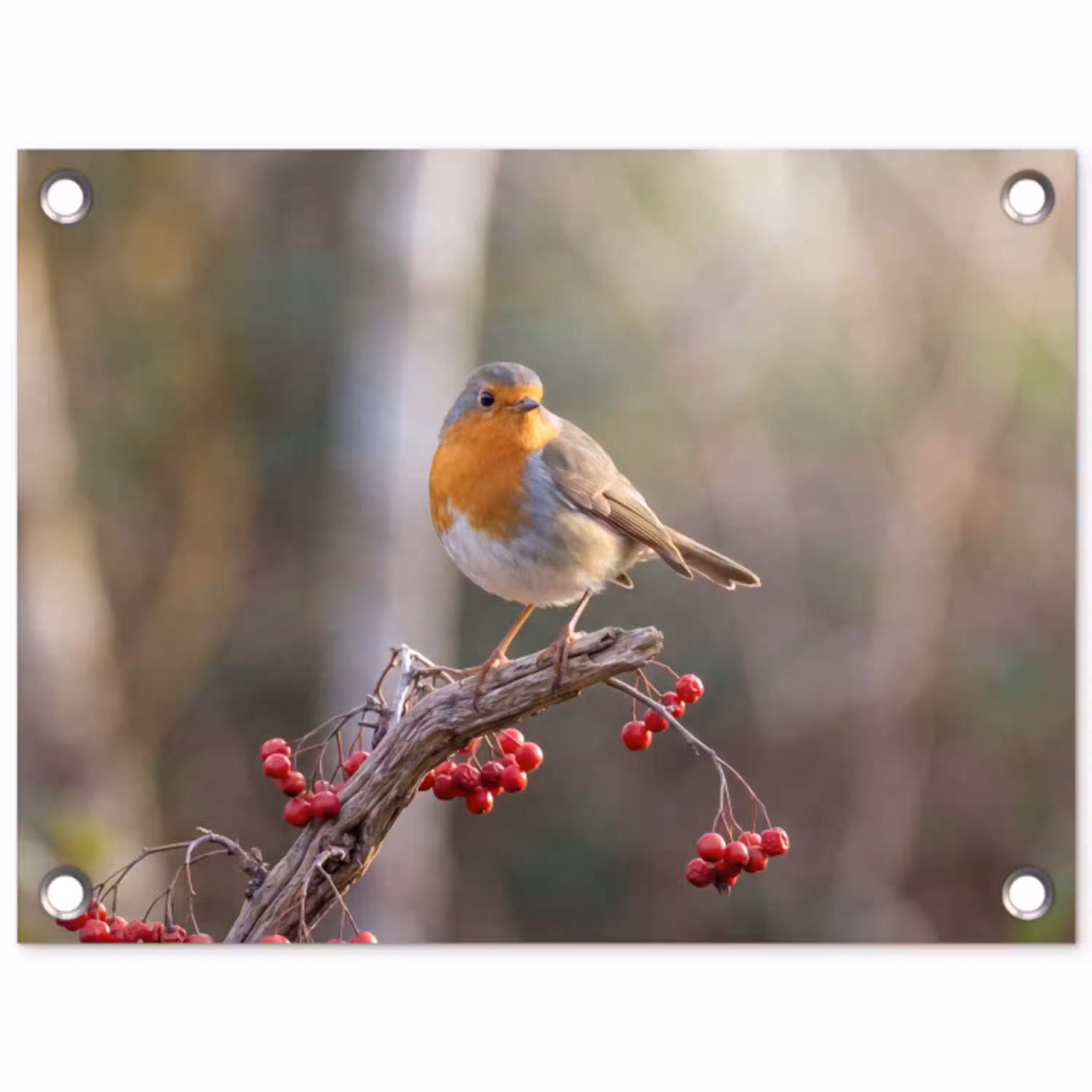 Roodborst - Tak - Bessen - Natuur tuinposter los doek klein -3d
