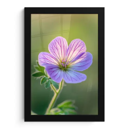 Bloem - Close up - Paars fotolijst zwart zonder passe partout klein -3d