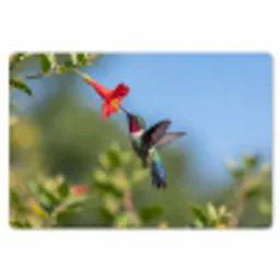 Kolibrie - Bloem - Natuur - Groen Placemat vinyl groot -zzsfeer1_Kitchenyeah-website