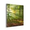 Zon - Bos - Bomen - Natuur - Herfst aluminium wit klein -3d