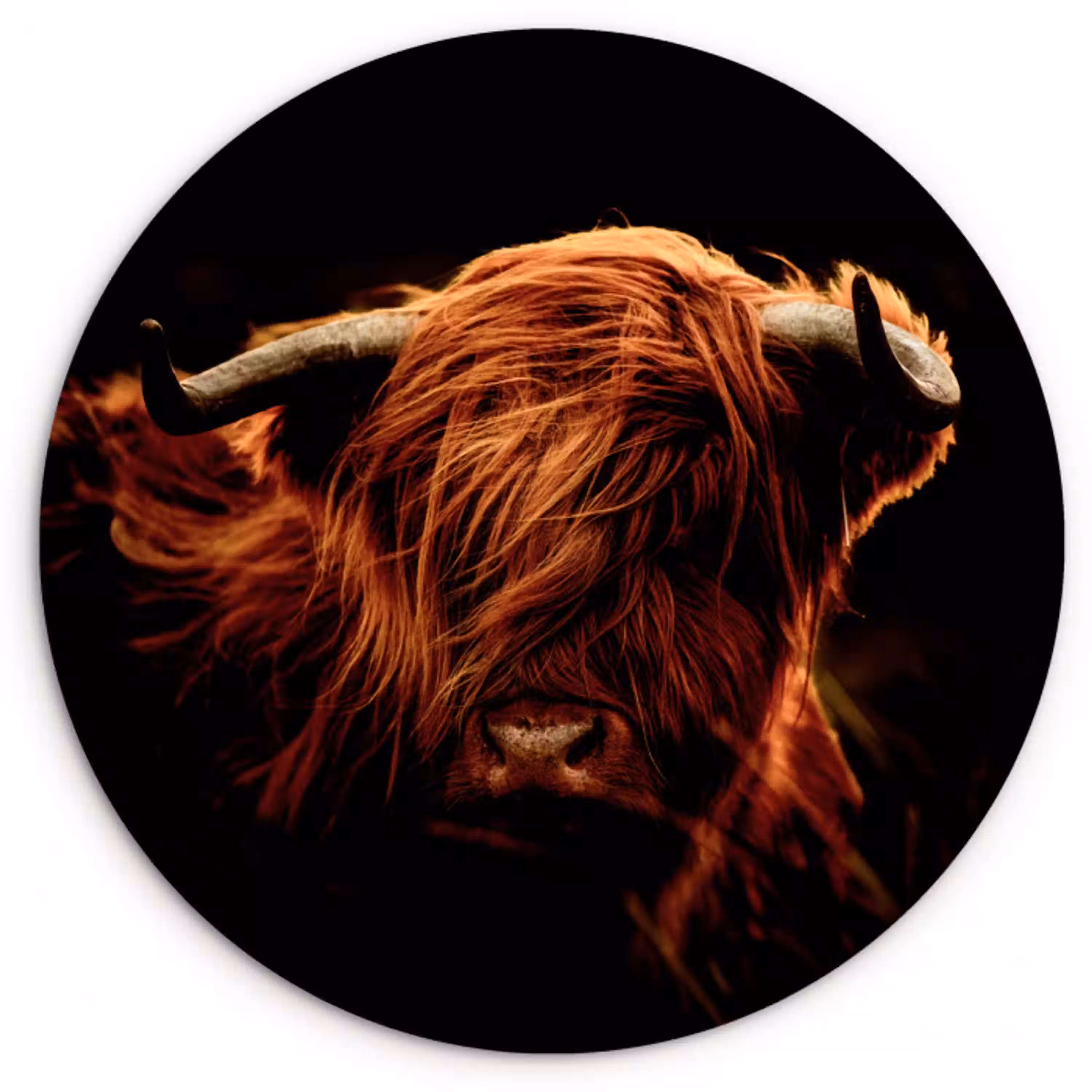 Schotse hooglander - Koe - Hoorns - Portret - Dieren Wandcirkel kunststof plaat 5mm dik klein -3d