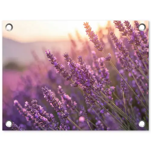 Lavendel - Paars - Zonlicht tuinposter los doek klein -3d