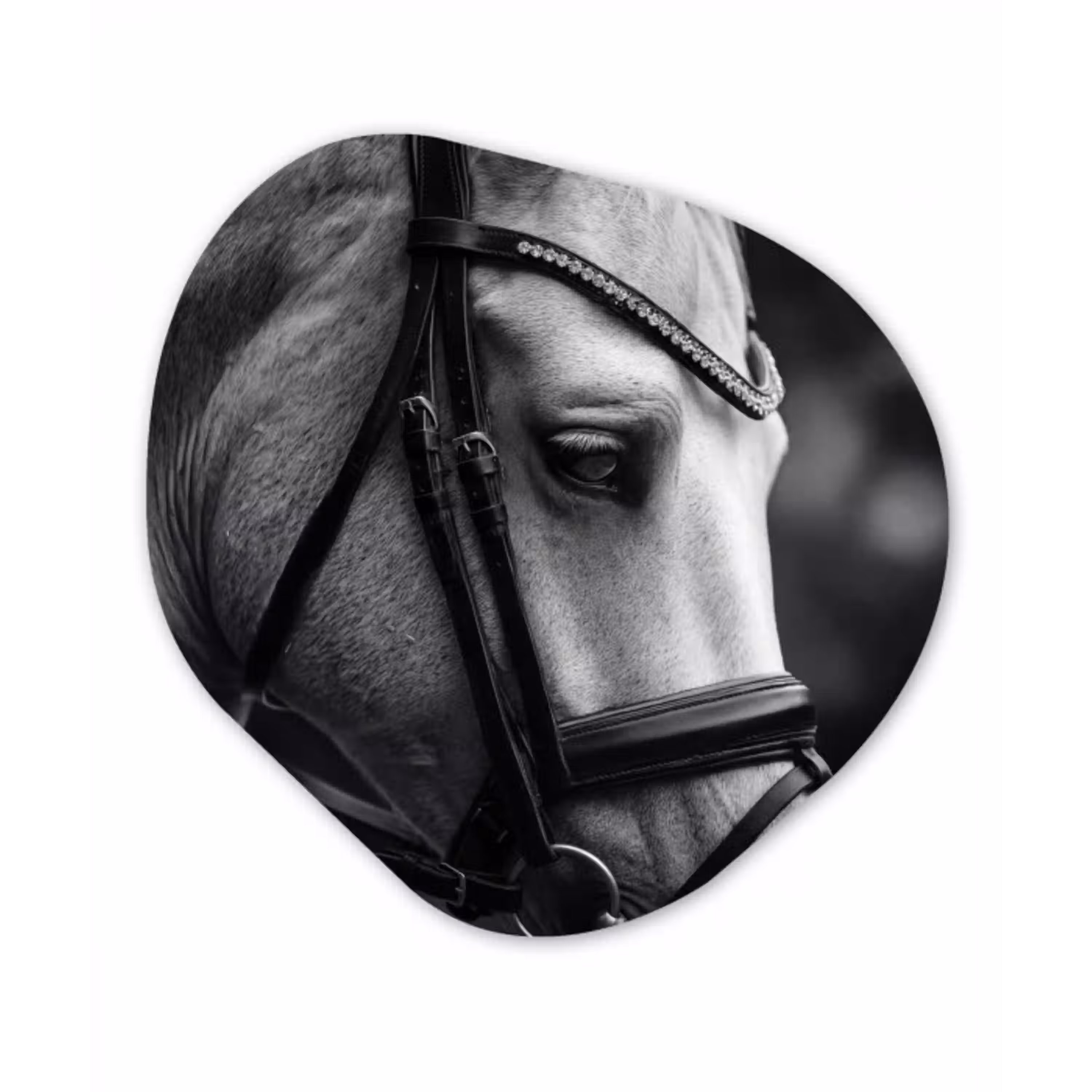 Paard - Schimmel - Portret Wandcirkel Organisch Forex 3mm klein -3d