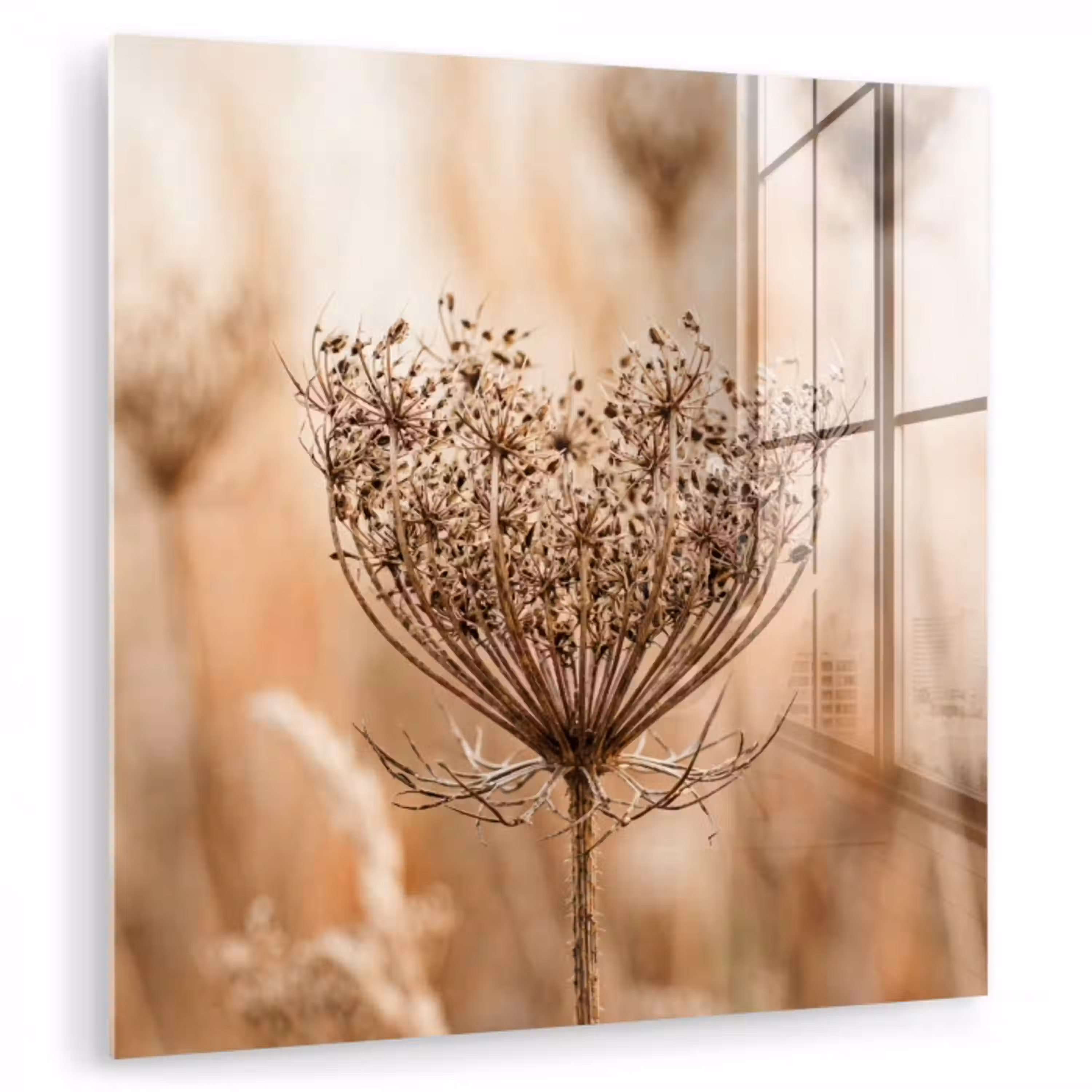 Schermbloem - Droogbloem - Winter - Beige - Minimalistisch plexiglas 5mm klein -zzzproduct_nieuw