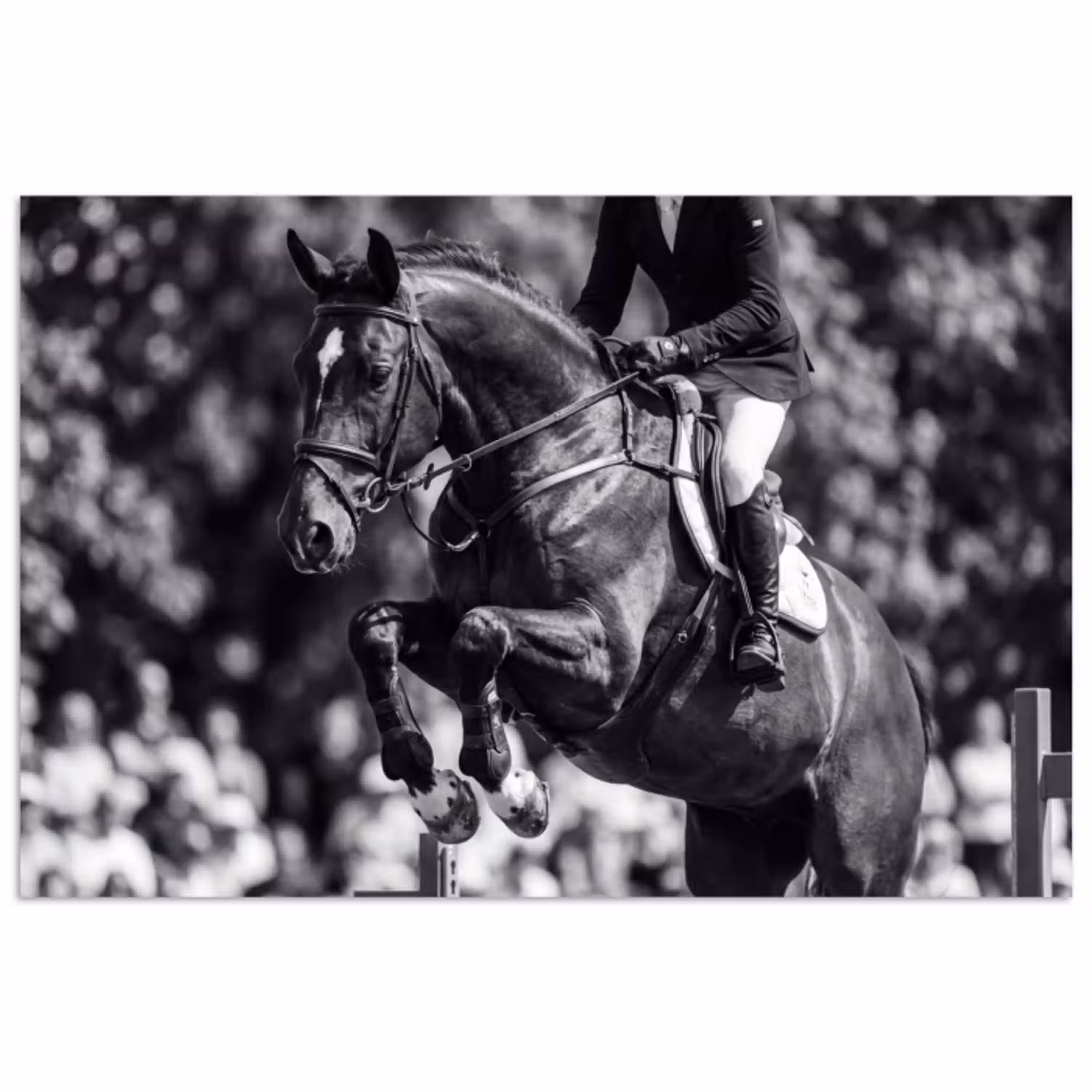 Springen - Paard - Zwart - Wit poster papier klein -3d