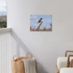 Roodborsttapuit - Heide - Paars - Natuur - Sfeervol tuinposter los doek klein -sfeer8
