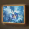 Blauw - Orchidee - Elegeant Light Box met batterij (Wandlamp) middel -z3d_website