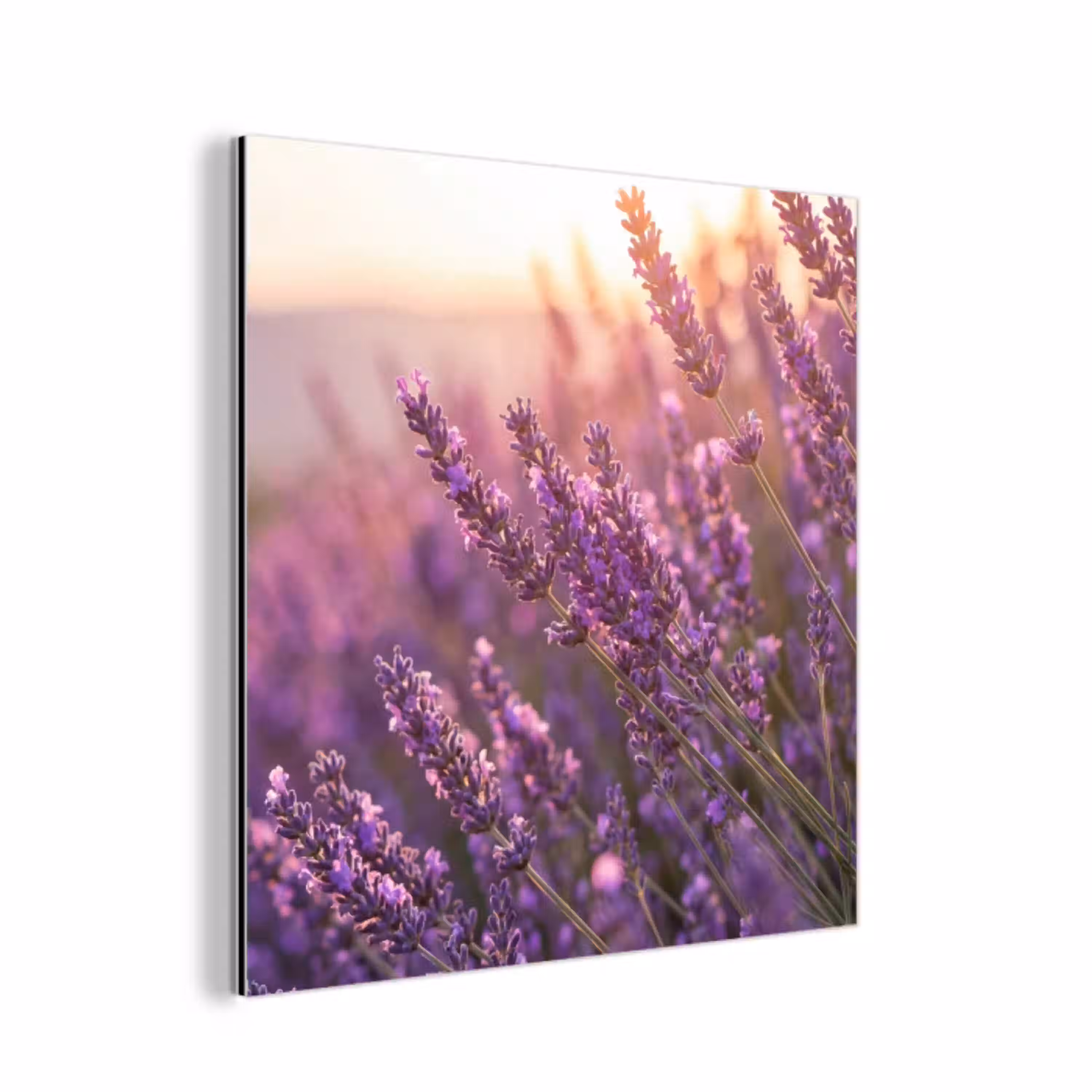 Lavendel - Paars - Zonlicht aluminium wit klein -3d