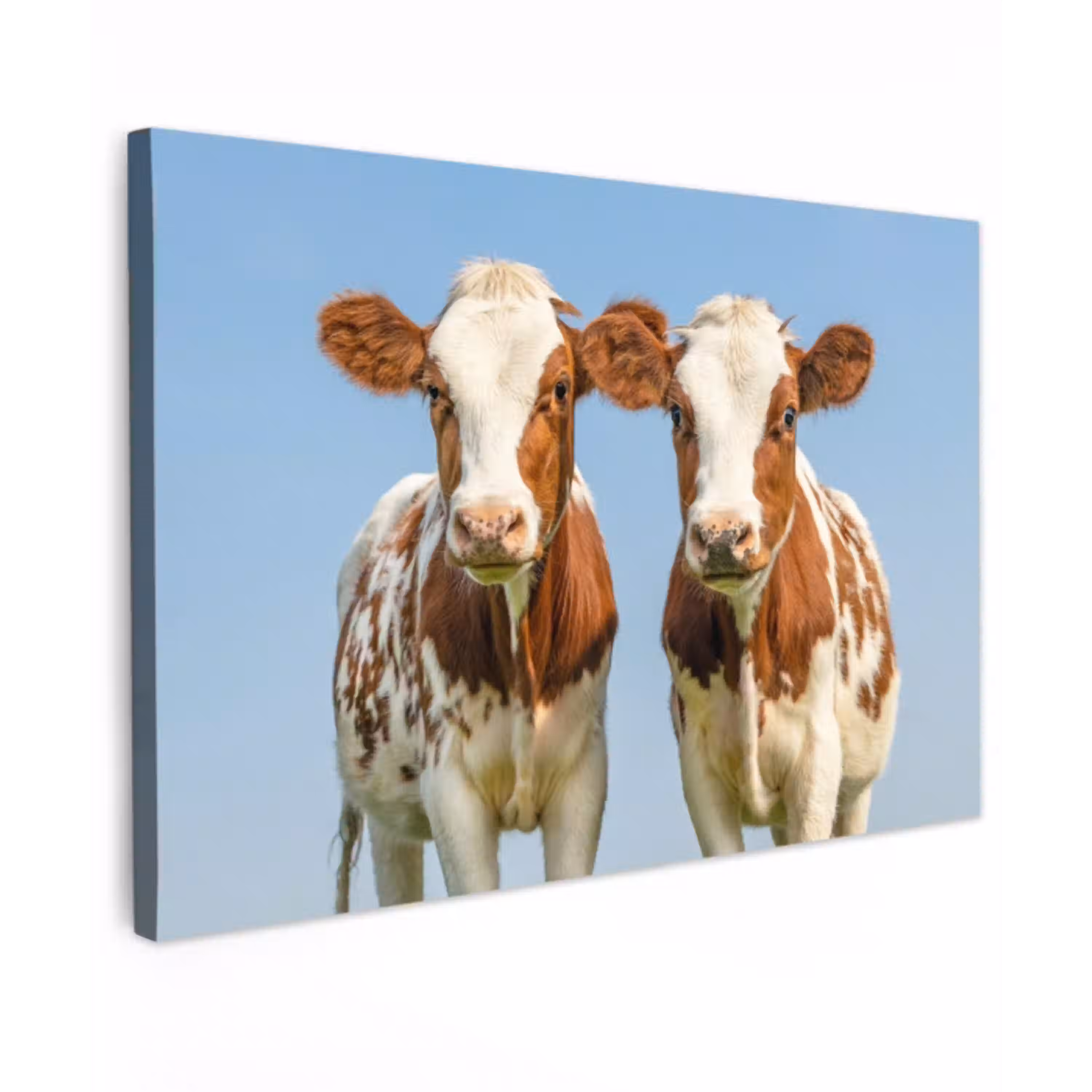 Twee kalveren in de weide Tuinposter op houten frame 2 cm dik klein -3d