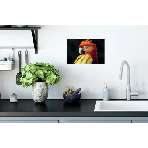 Close-up - Papegaai - Veren - Oranje Muursticker klein -keuken