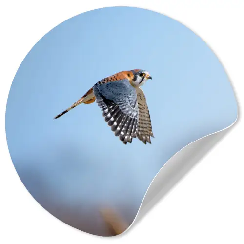 Kleurrijke valk aan het vliegen Wandcirkel behangsticker klein -3d