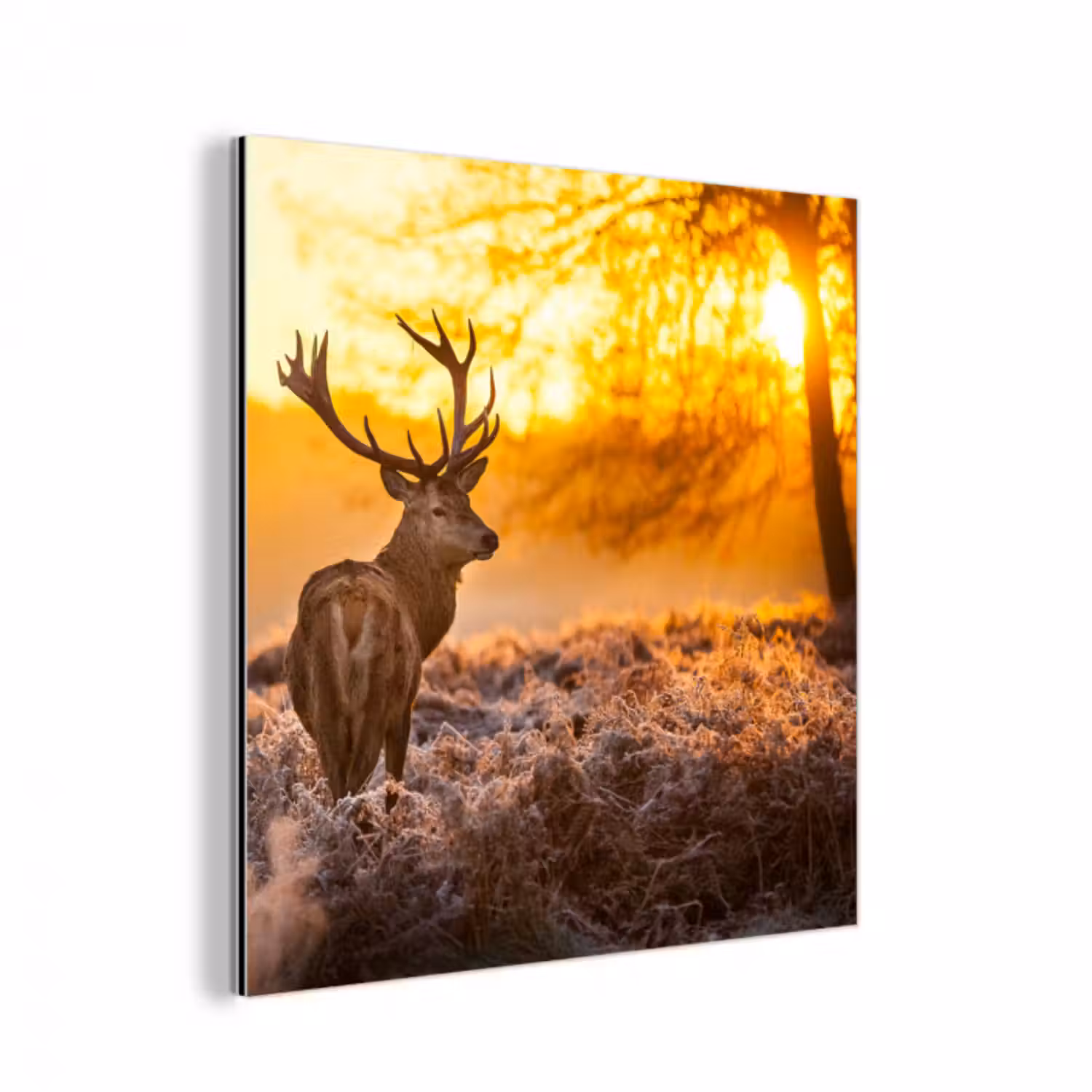 Alu-Dibond-Bild - Hirsche - Tiere - Sonnenuntergang - Winter - Heidekraut - Natur