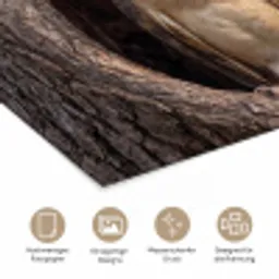 Kerkuil - Boom - Natuur - Bruin poster papier klein -tcloseup_DE