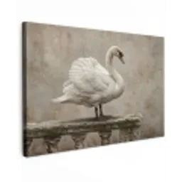 Zwaan - Elegant - Dieren - Wit canvas 2cm klein -z3d