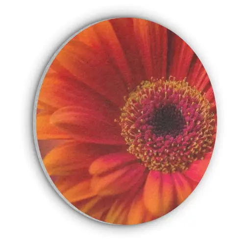 Oranje - Gerbera - Intens Akoestische PET Vilt - Rond klein -3d