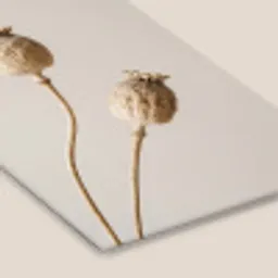 Papaverbollen - Droogbloemen - Minimalistisch - Beige - Rustig fotolijst zwart zonder passe partout klein -zsfeer6