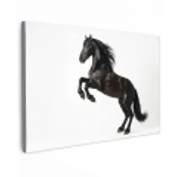 Zwart - Paard - Portret Tuinposter op houten frame 2 cm dik klein -3d
