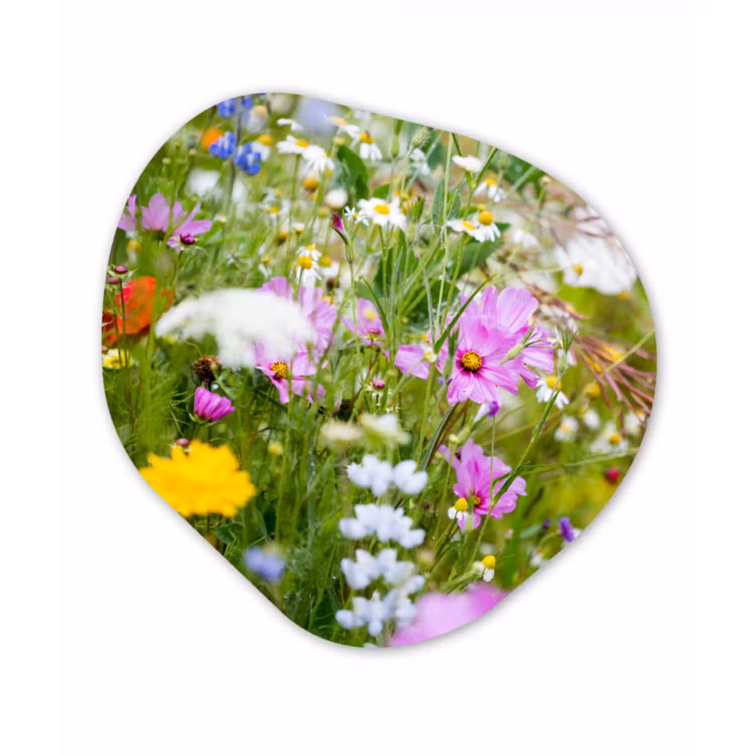 Forexbild Organische Form - Blumen - Natur - Grün - Gras - Lila - Weiß