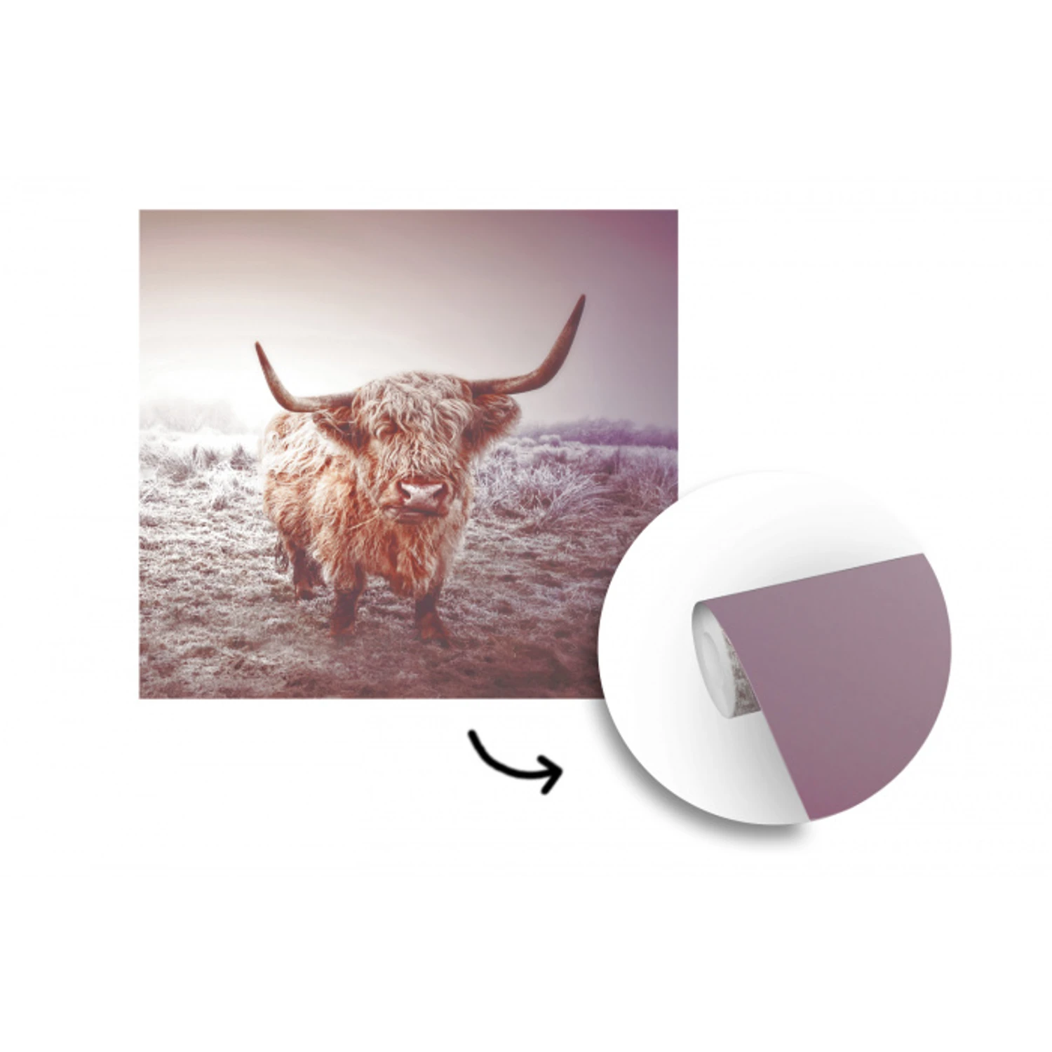 Schotse hooglanders - Licht - Lucht - Natuur fotobehang vinyl groot -3d