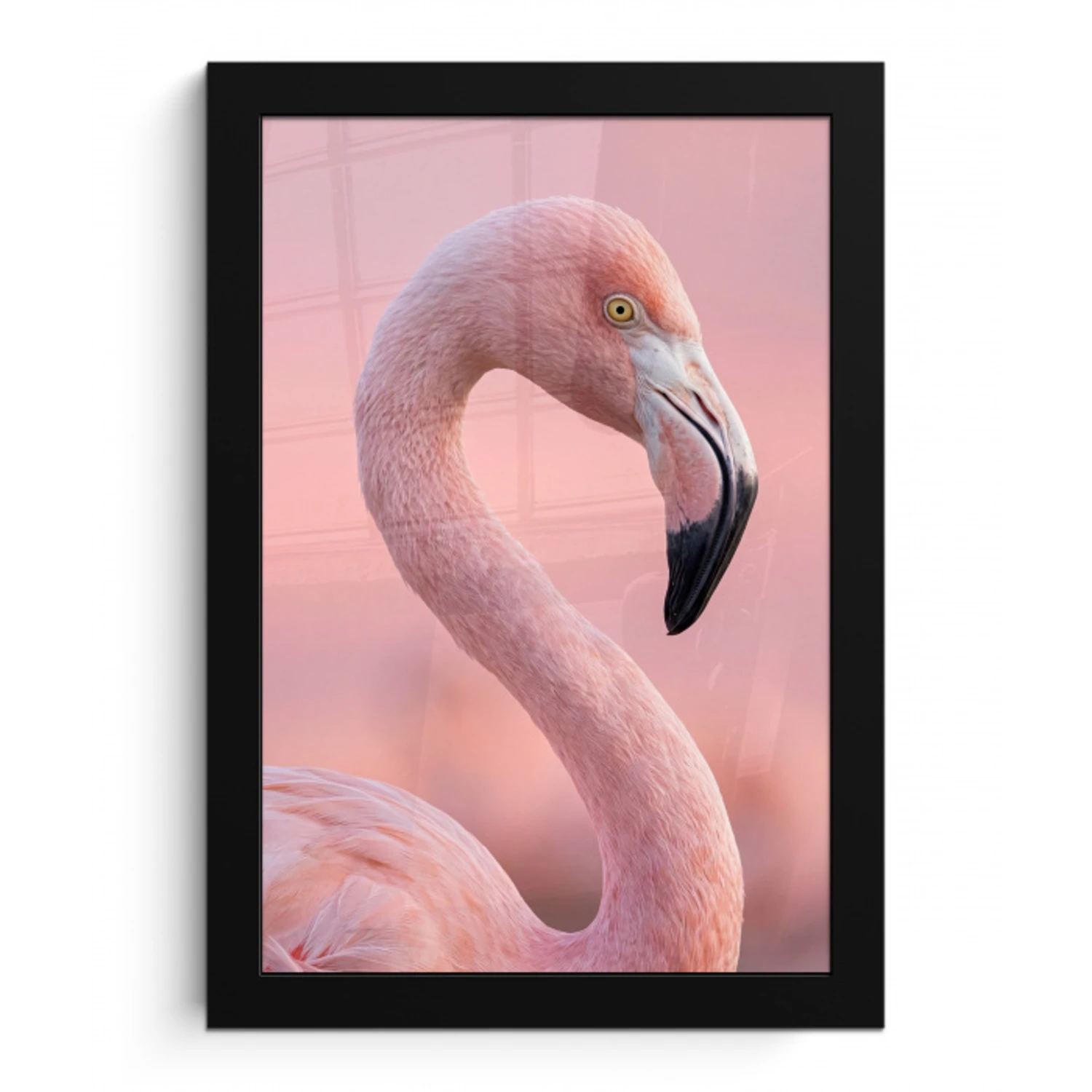 Flamingo - Portret - Roze fotolijst zwart zonder passe partout klein -3d