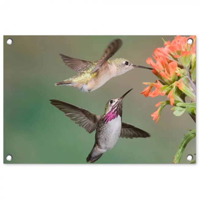 Kolibries bij Bloemen tuinposter los doek klein -3d