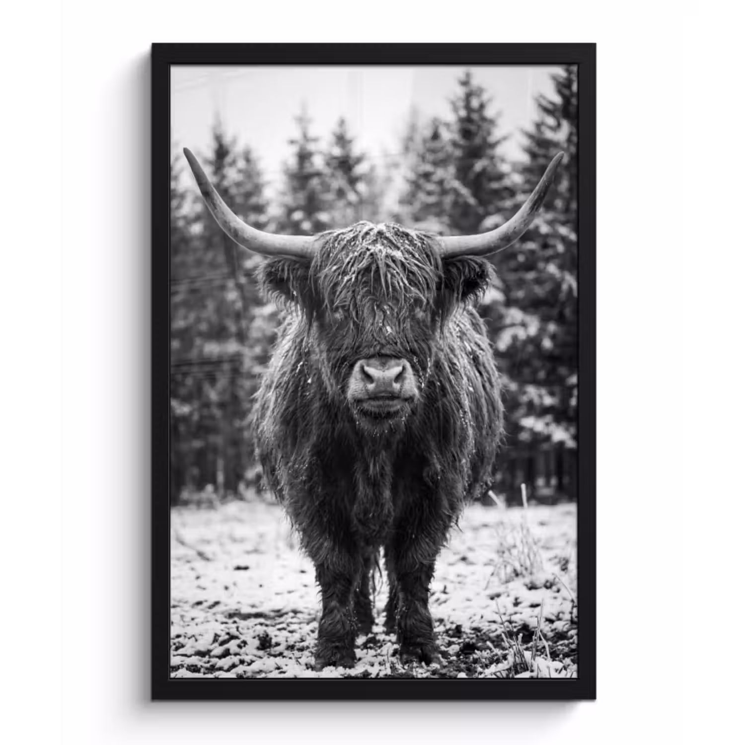 Poster met lijst - Schotse hooglander - Zwart - Wit - Sneeuwvlokken