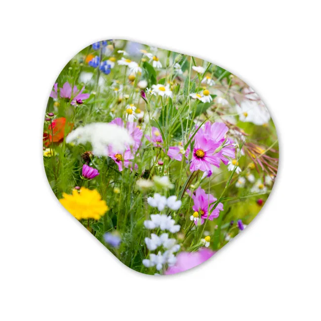 Organisch schilderij forex - Bloemen - Natuur - Groen - Gras - Paars - Wit