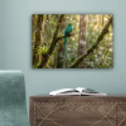 Quetzal - Jungle - Natuur - Groen canvas 2cm klein -sfeer4
