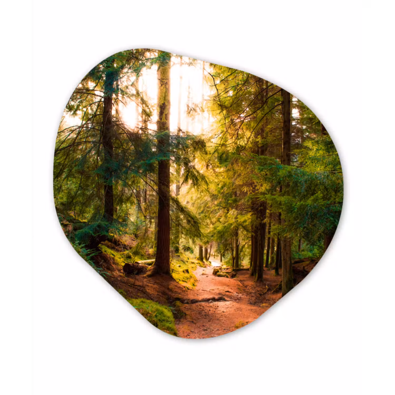 Organische Formen – Aluminium – Bos - Pad - Bomen - Groen - Zon - Natuur