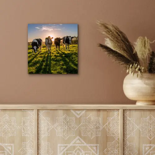 Koeien - Zon - Gras - Dieren - Boerderij aluminium wit klein -sfeer4