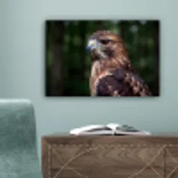 Buizerd - Roofvogel - Natuur - Bruin canvas 2cm klein -sfeer4