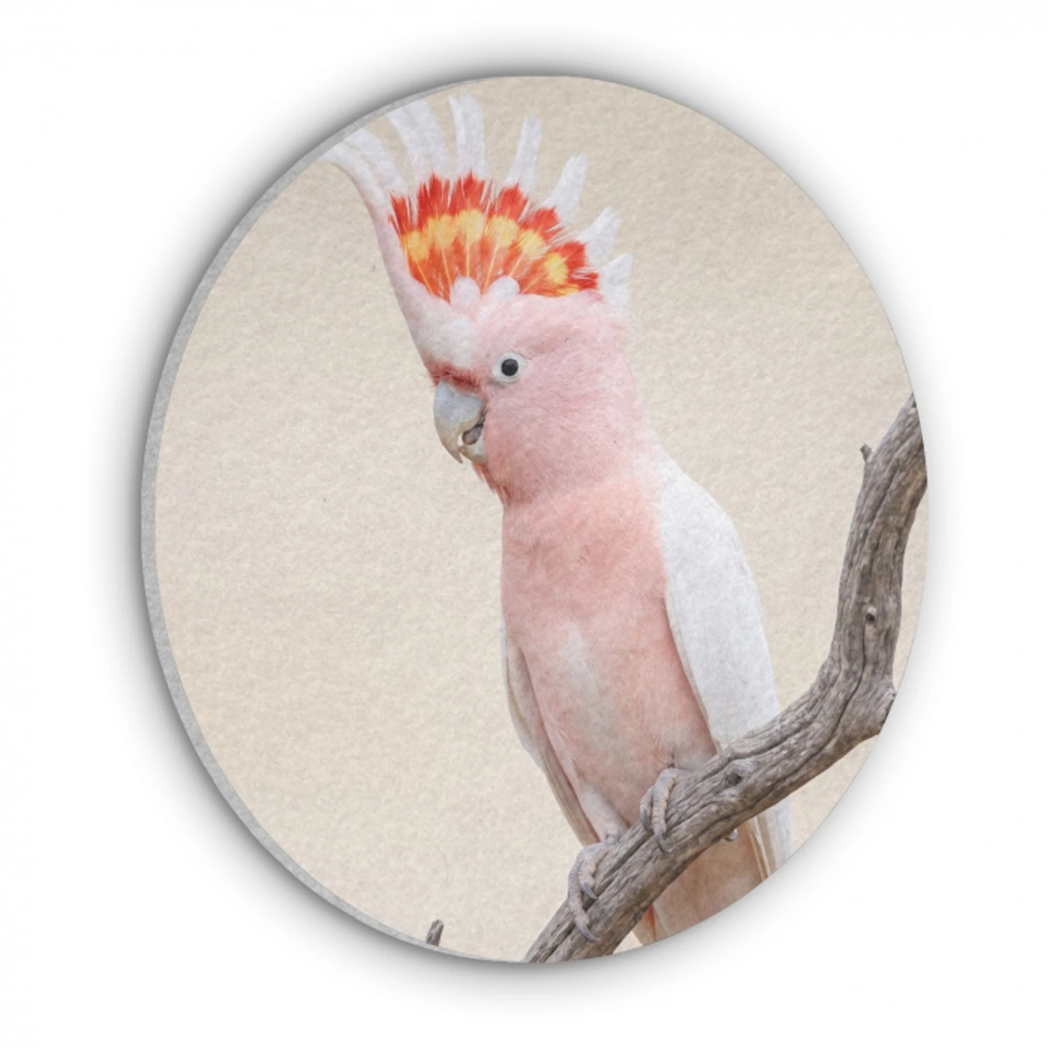 Papagaai - Tak - Roze Akoestische PET Vilt - Rond klein -3d